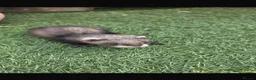 Ferret rodents for sale: Baby Ferrets  - Advert 2