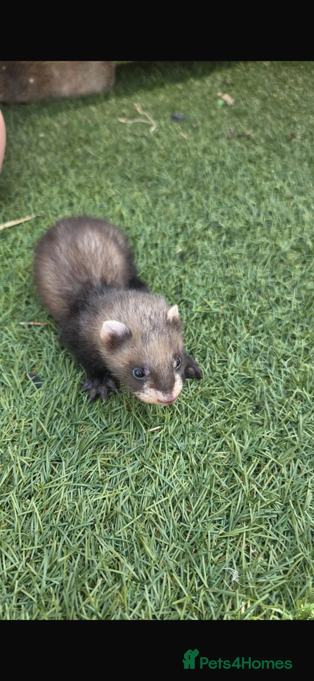 Ferret rodents for sale: Baby Ferrets  - Advert 2