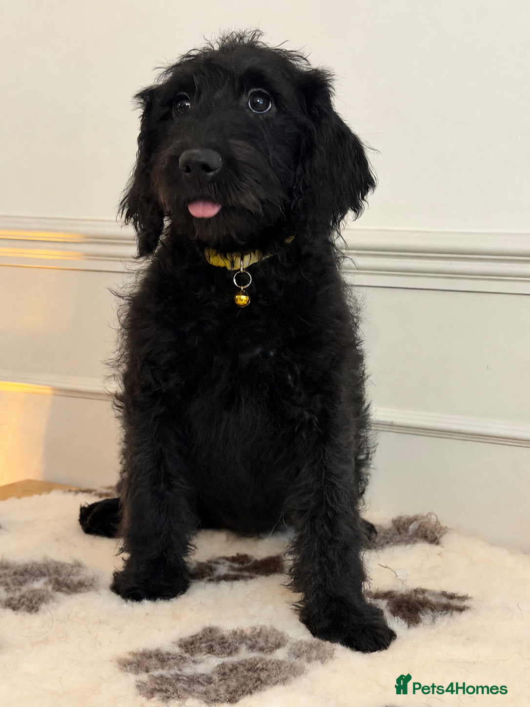 Labradoodle dogs Stunning F1 Standard Labradoodles puppies - Advert 2