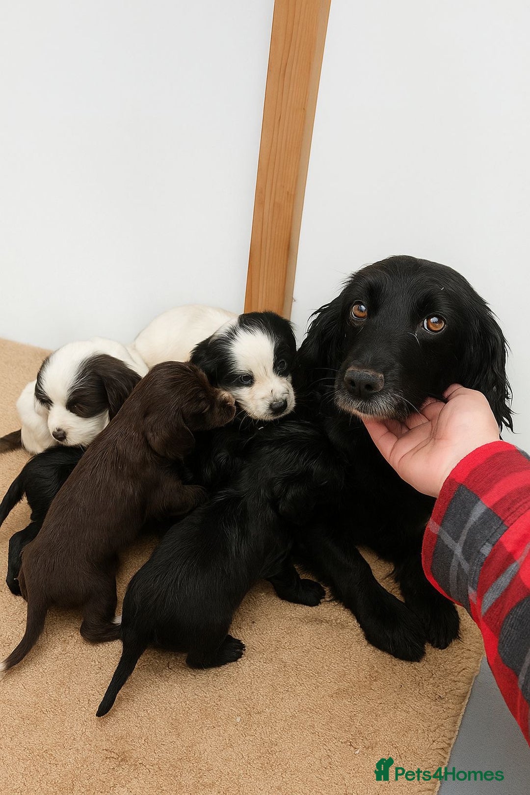Cocker Spaniel dogs for sale: ADORABLE 🥰 COCKER SPANIELS 🥰 - Image 8