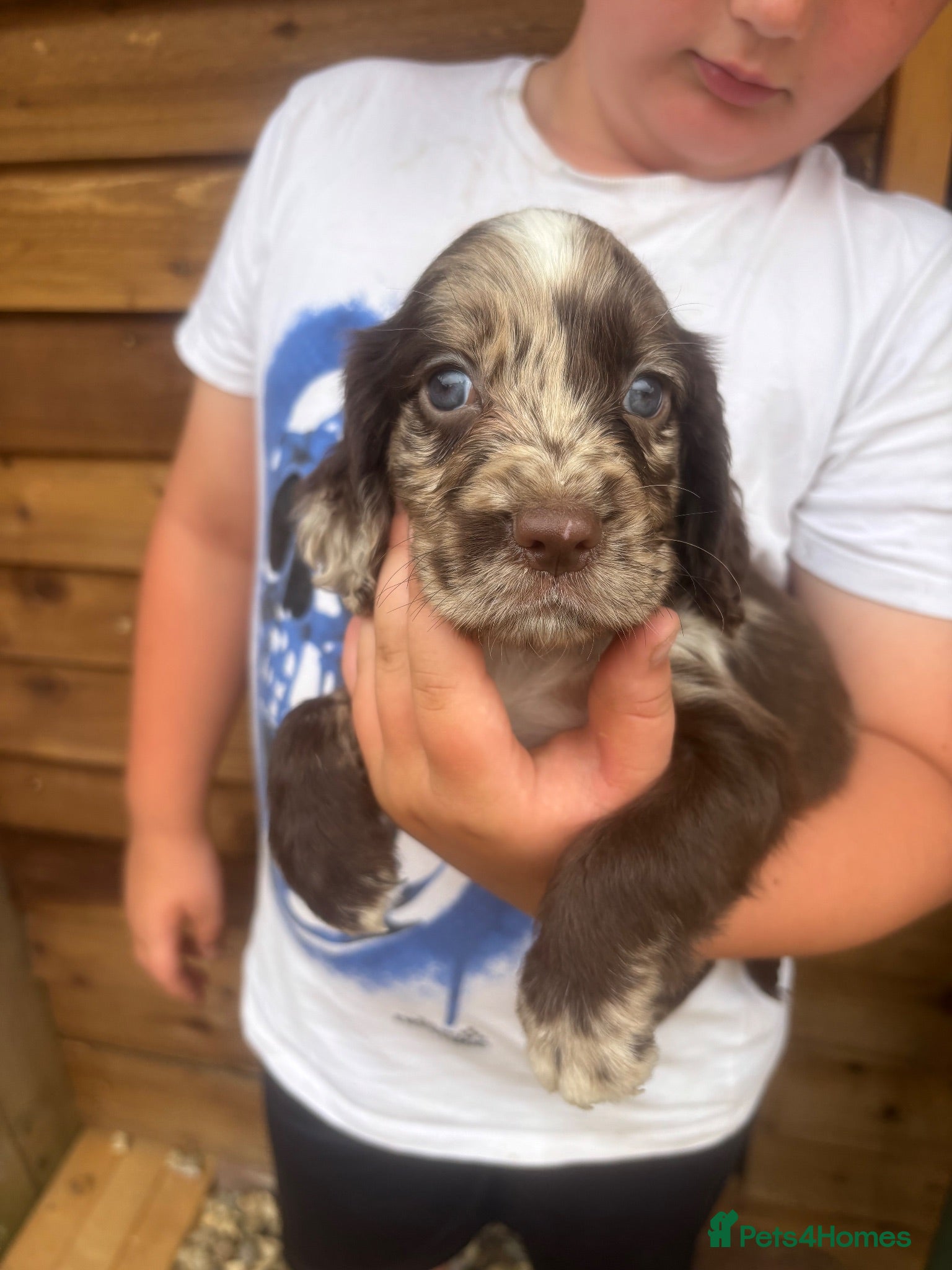 Cocker Spaniel dogs Roan cocker spaniel pups  - Advert 5