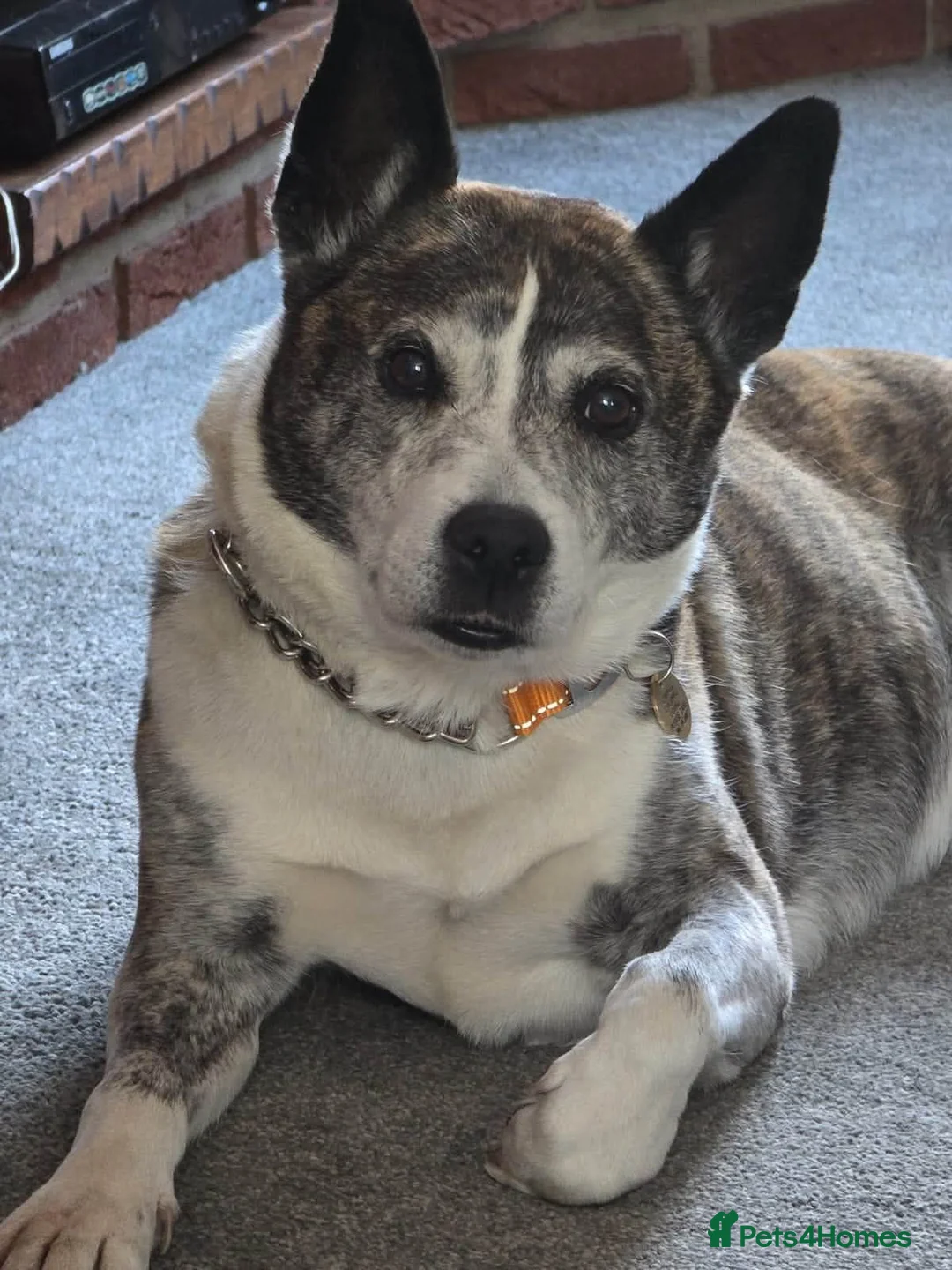 Mixed Breed dogs for adoption: Splinter in Mansfield - Advert 2