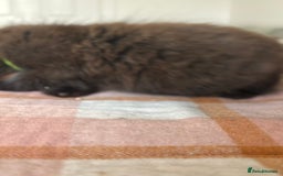 British Longhair cats for sale: Male  British long haired kittens - Image 21
