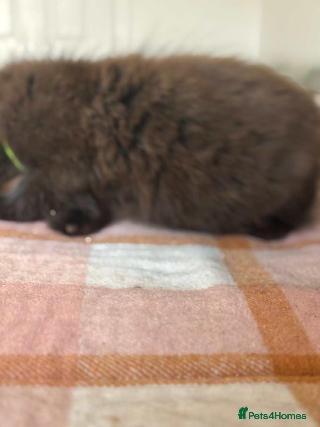 British Longhair cats for sale: Male  British long haired kittens - Image 21