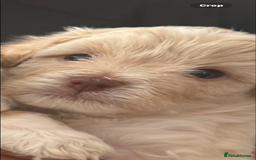 Lhasapoo dogs for sale: Lhasapoo puppies - Image 4