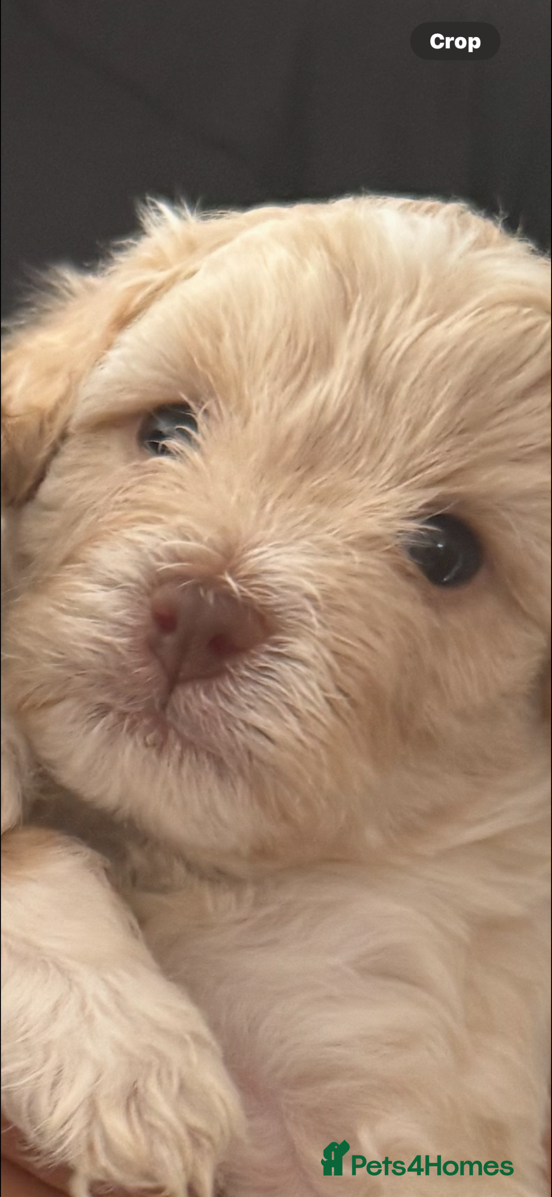 Lhasapoo dogs for sale: Lhasapoo puppies - Image 4