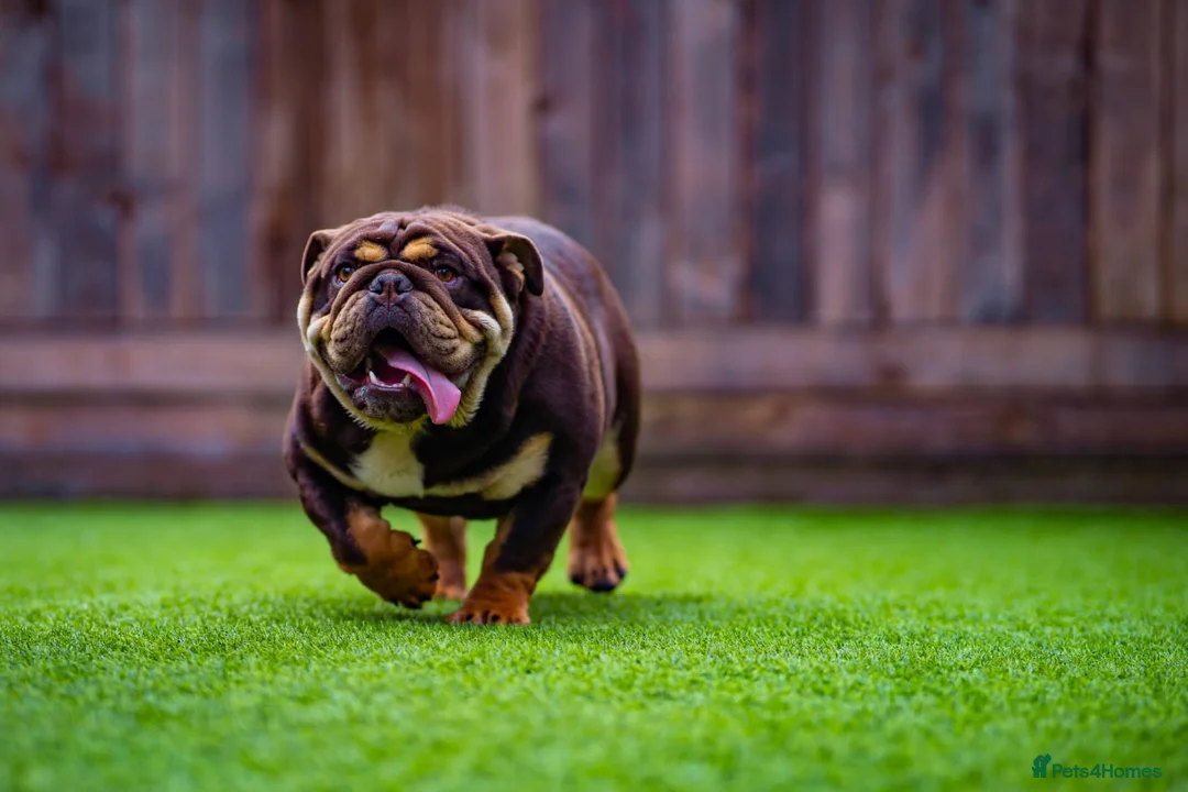 English Bulldog dogs for stud: Chocolate and tan stud includes 2 ai in Walsall - Advert 6