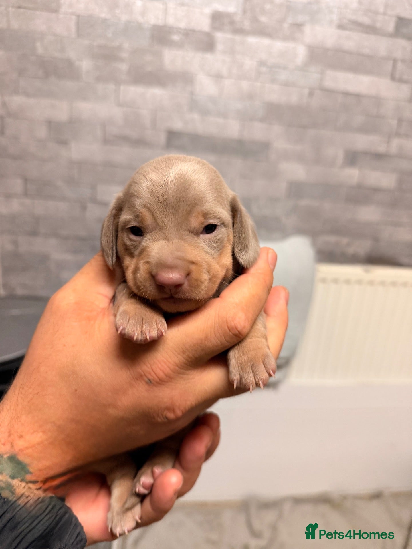 Miniature Dachshund dogs Miniature dachshund  - Advert 1