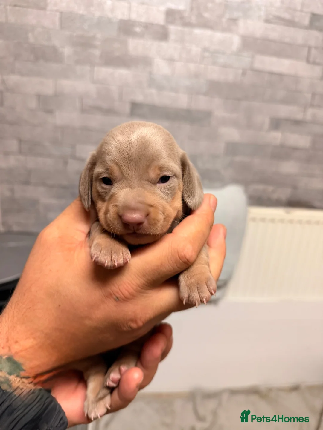 Miniature Dachshund dogs for sale: Miniature dachshund  in Bala - Advert 1