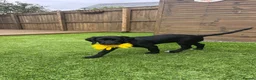 Springador dogs for sale: Happy chappy Springador looking for forever home  in Newquay - Advert 9