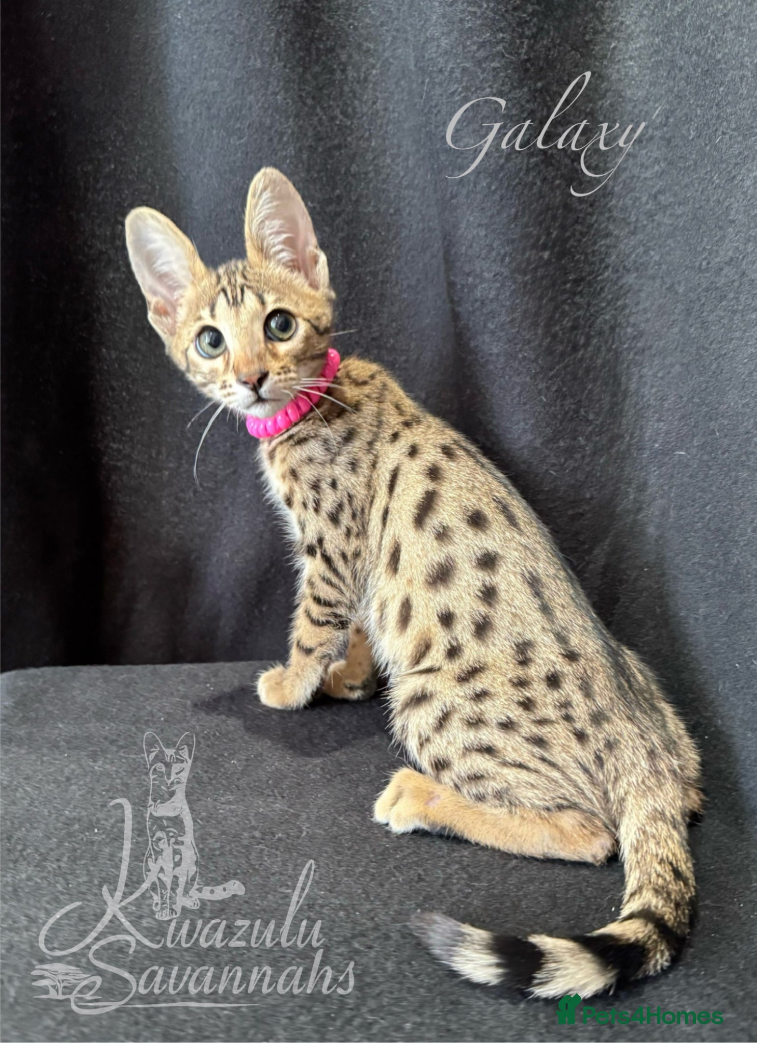 Savannah cats Excellent Quality Tica Registered Purebred kittens - Advert 2