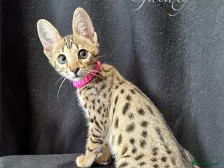 Savannah cats Excellent Quality Tica Registered Purebred kittens - Advert 2