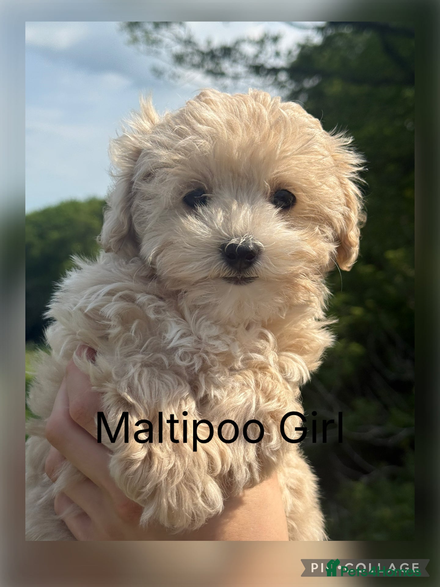 Maltipoo dogs Gorgeous Teddy Bear F1 Maltipoo READY NOW - Advert 2