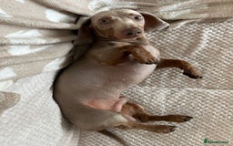 Miniature Dachshund dogs for stud: Isabella Tan Mini Dachshund  - Image 5