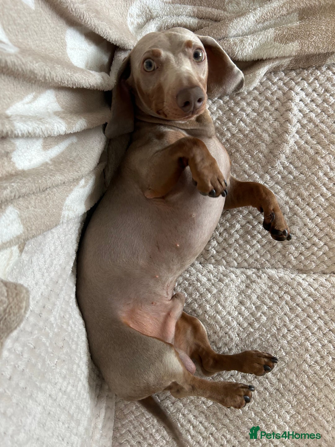 Miniature Dachshund dogs for stud: Isabella Tan Mini Dachshund  - Image 5