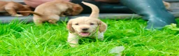 Cocker Spaniel dogs for sale: Gorgeous Golden Working Cocker Spaniels - Advert 18