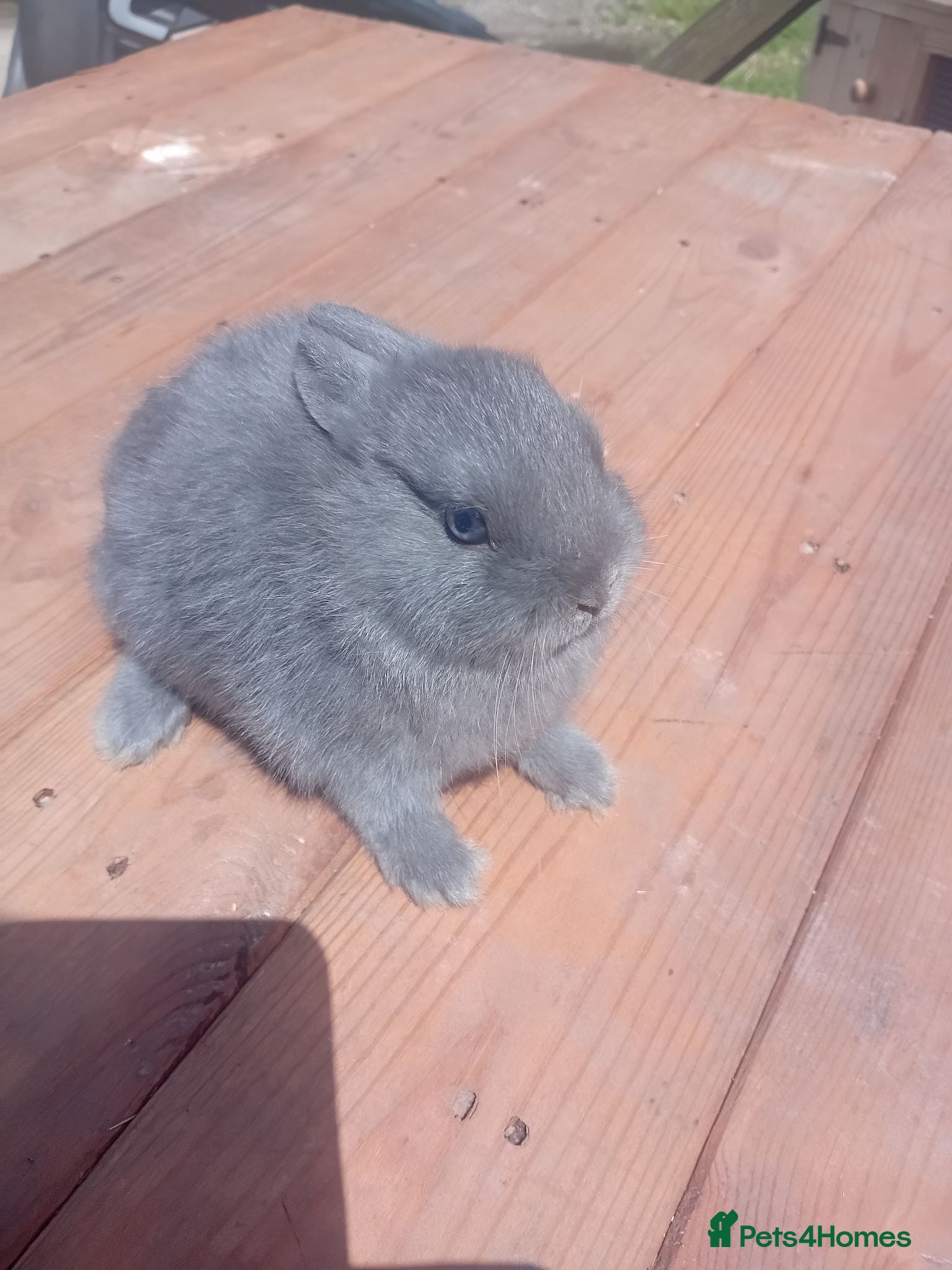 Netherland Dwarf rabbits Netherlands dwarf babys  - Advert 1