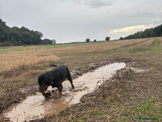 Labrador Retriever dogs - Advert 36