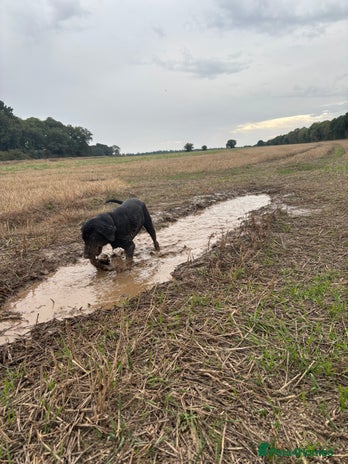 Labrador Retriever dogs - Advert 3