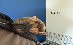 Staffordshire Bull Terrier dogs for sale: Staffordshire terrier  - Image 3