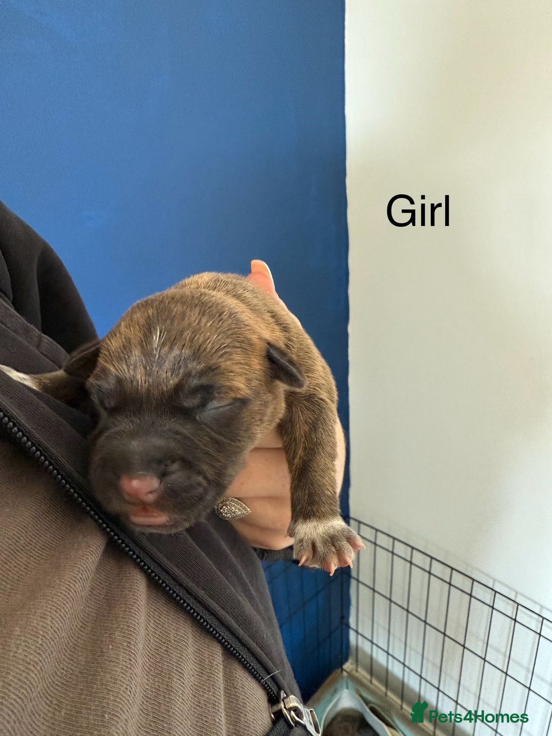Staffordshire Bull Terrier dogs for sale: Staffordshire terrier  - Image 3