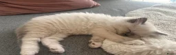 Ragdoll cats for sale: 💙 Beautiful Pure Ragdoll Kittens 💙 in Romford - Advert 7