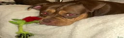 American Bully dogs for sale: Chocolate tri pocket bully female. - Advert 3