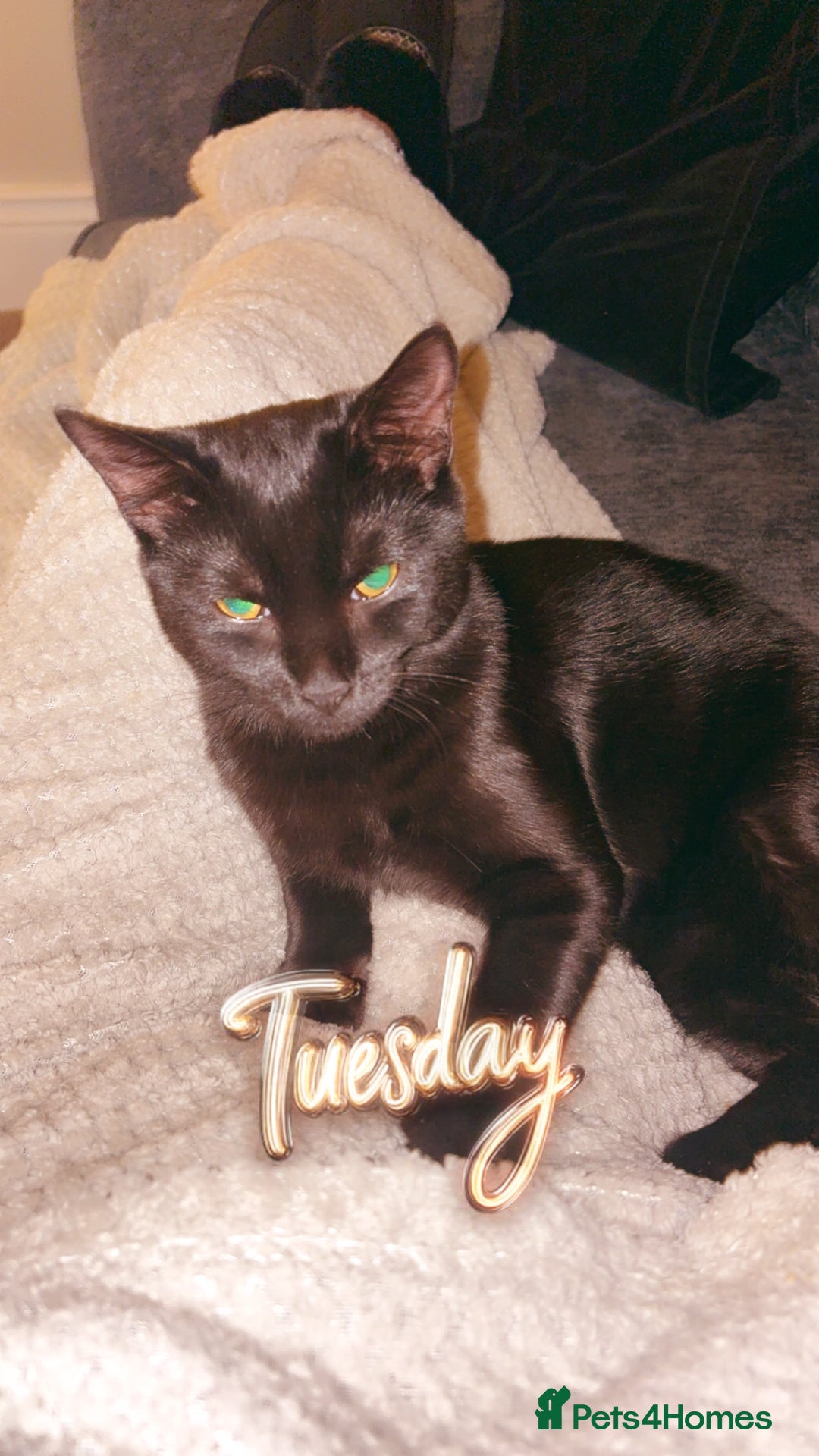 Domestic Shorthair cats for sale: 7 month old cat  - Image 3