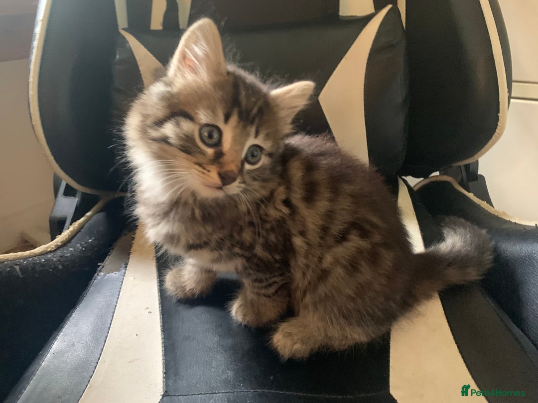 Mixed Breed cats for sale: Five Gorgeous Kittens available now ! - Image 23
