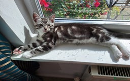 Maine Coon cats for sale: Maine Coon cross breed kittens 😸 😍  - Image 12