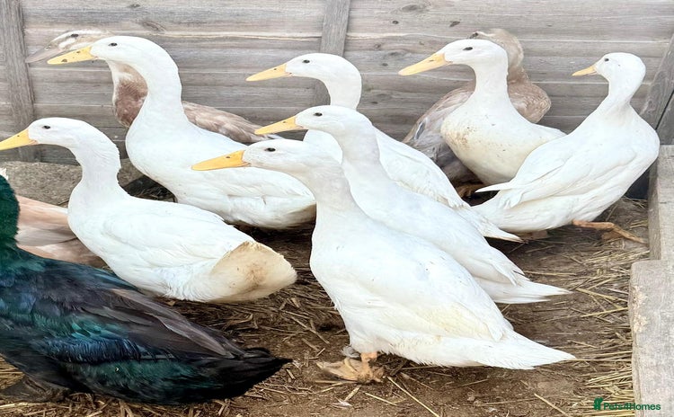 Ducks poultry - Advert 1