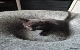 Domestic Shorthair cats for sale: Beautiful babies  - Image 5