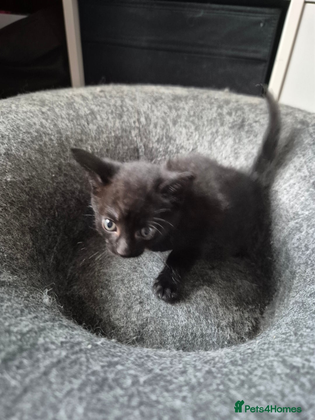 Domestic Shorthair cats for sale: Beautiful babies  - Image 5