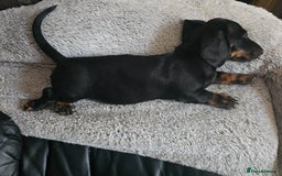Miniature Dachshund dogs for sale: Minature Dachshund Puppy - Image 12