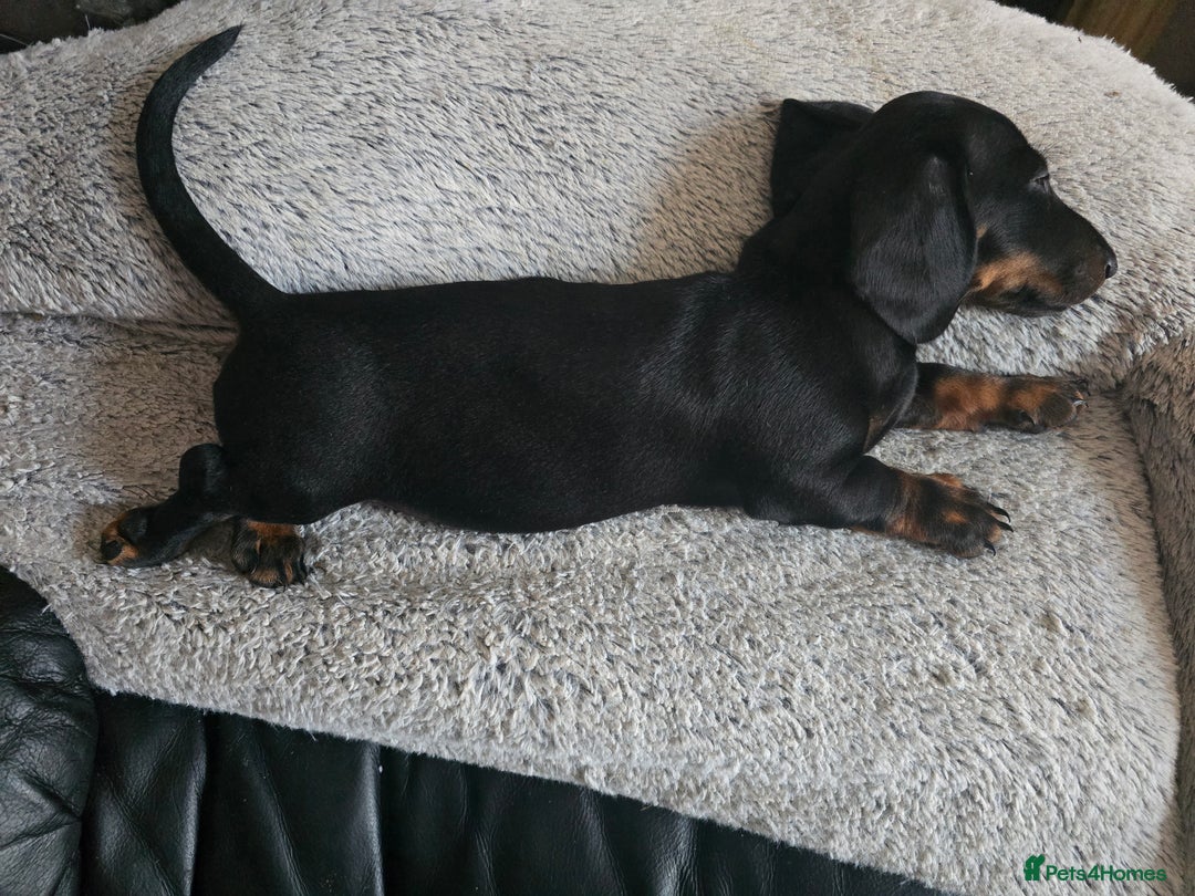 Miniature Dachshund dogs for sale: Minature Dachshund Puppy - Image 12