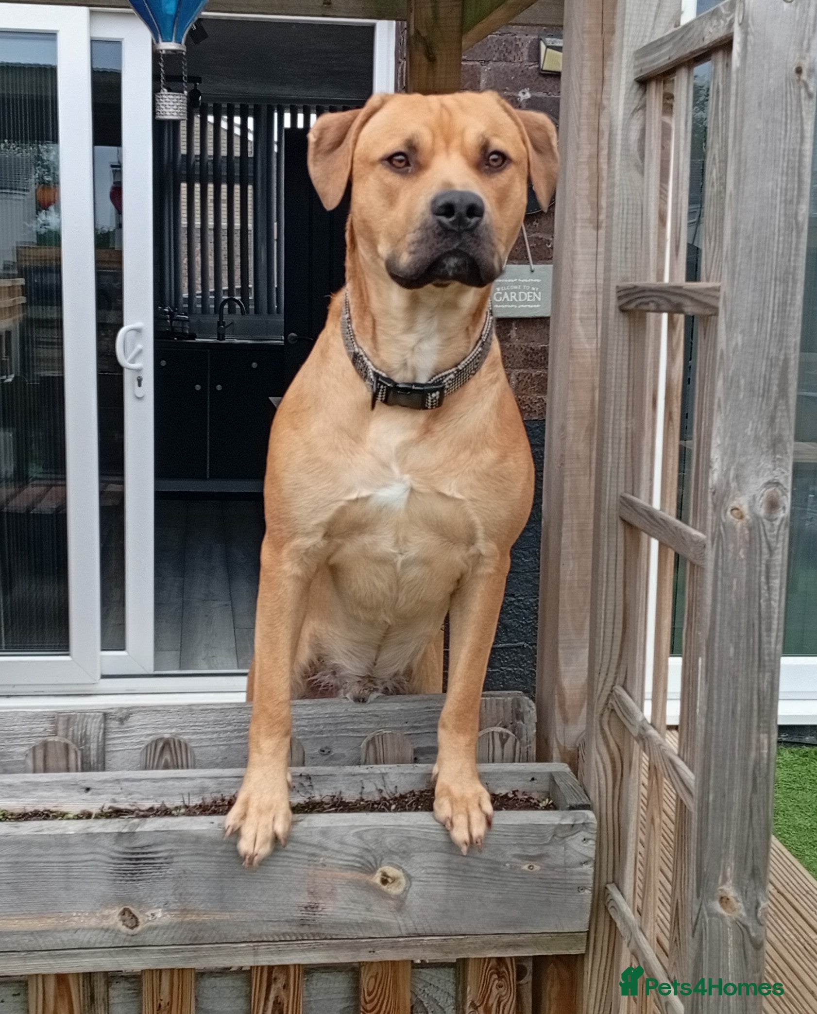 Mixed Breed dogs Louie - Advert 1