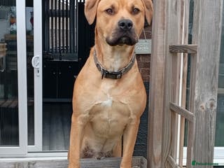 Mixed Breed dogs Louie - Advert 1