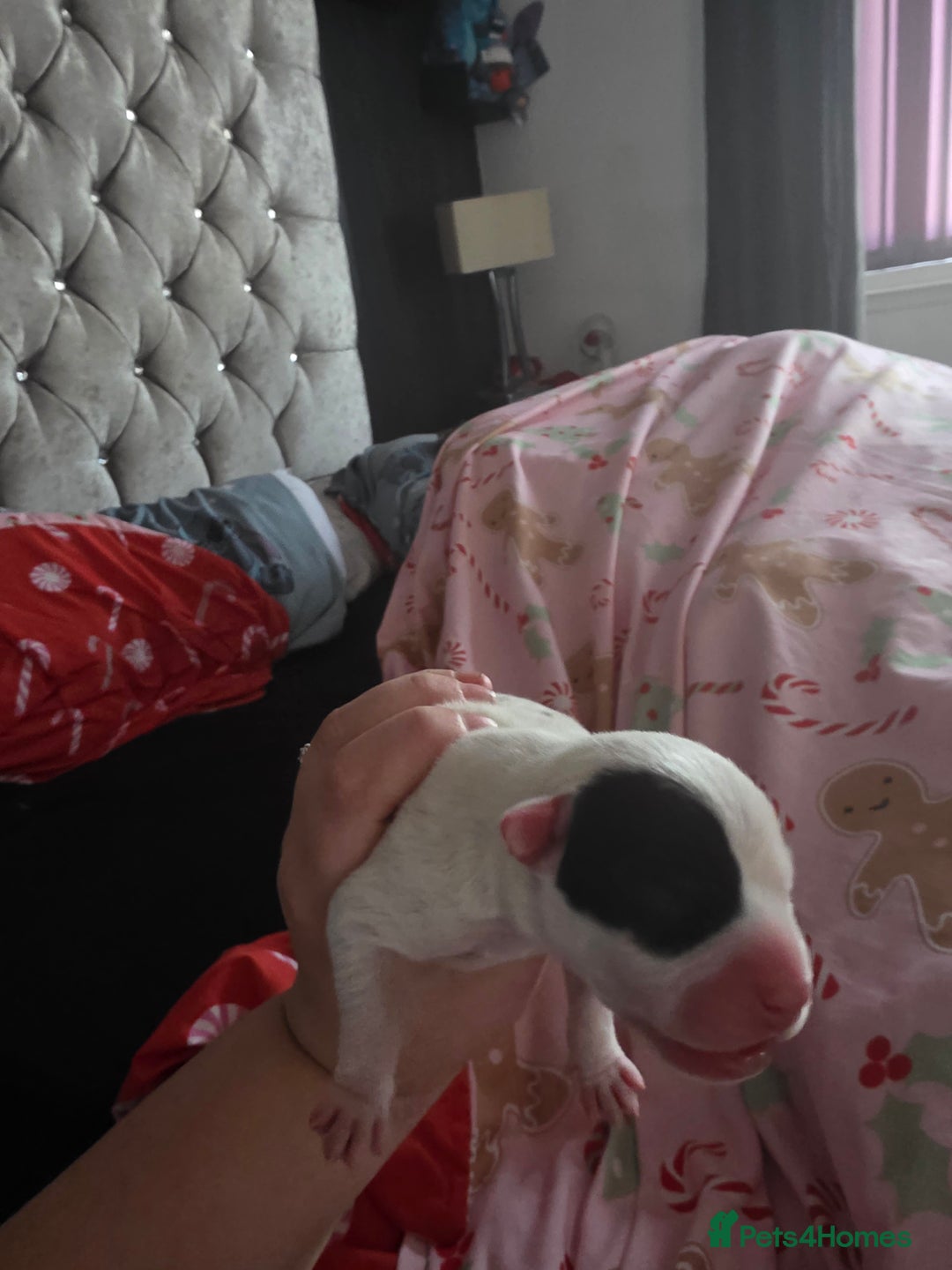 Mixed Breed dogs for sale: Staff x american bulldog puppies - Advert 12