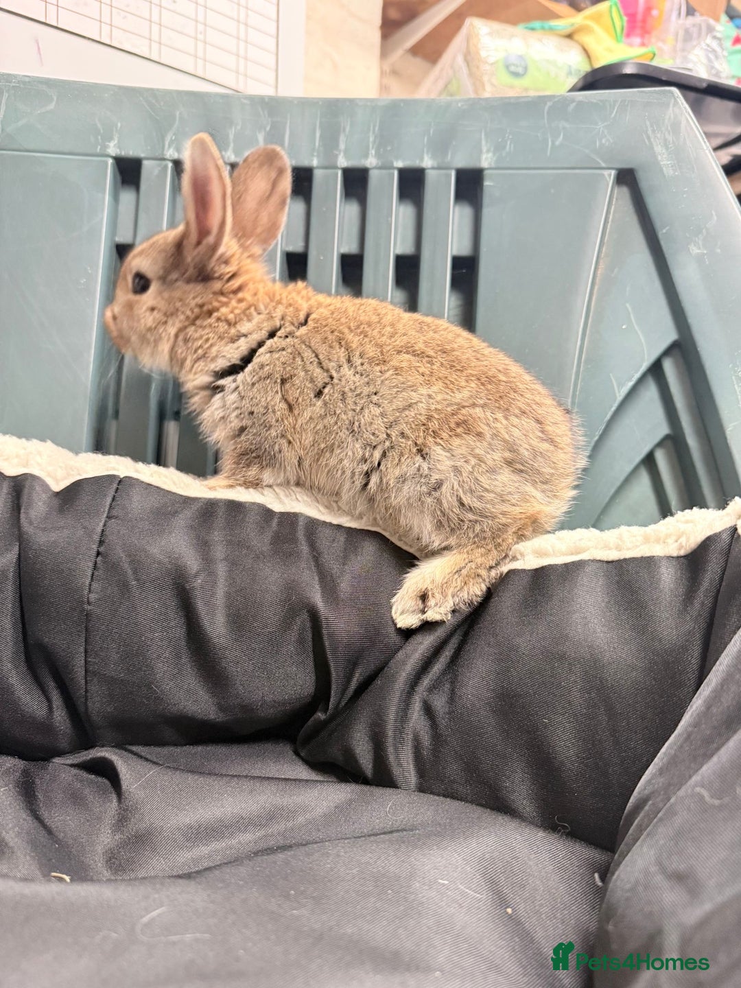 Mixed Breed rabbits for sale: Baby bunnies - Advert 15