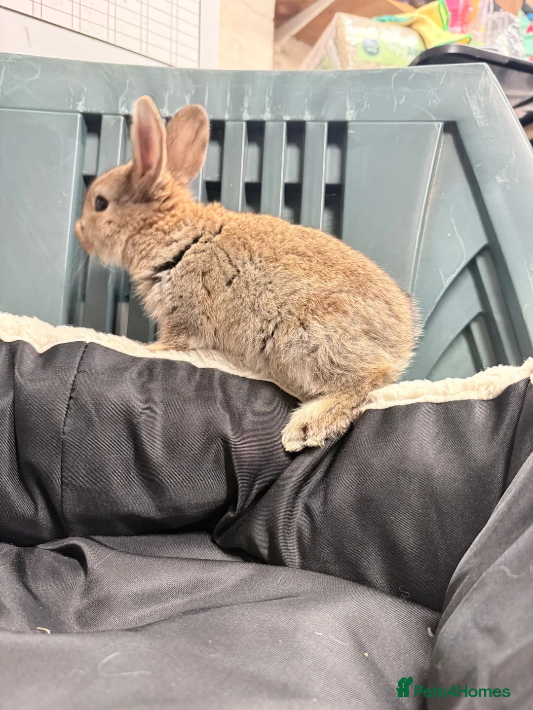Mixed Breed rabbits for sale: Baby bunnies - Advert 15