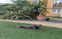 Staffordshire Bull Terrier dogs for sale: Beautiful kc blue staff pups by pharaon Bullscaff - Image 9