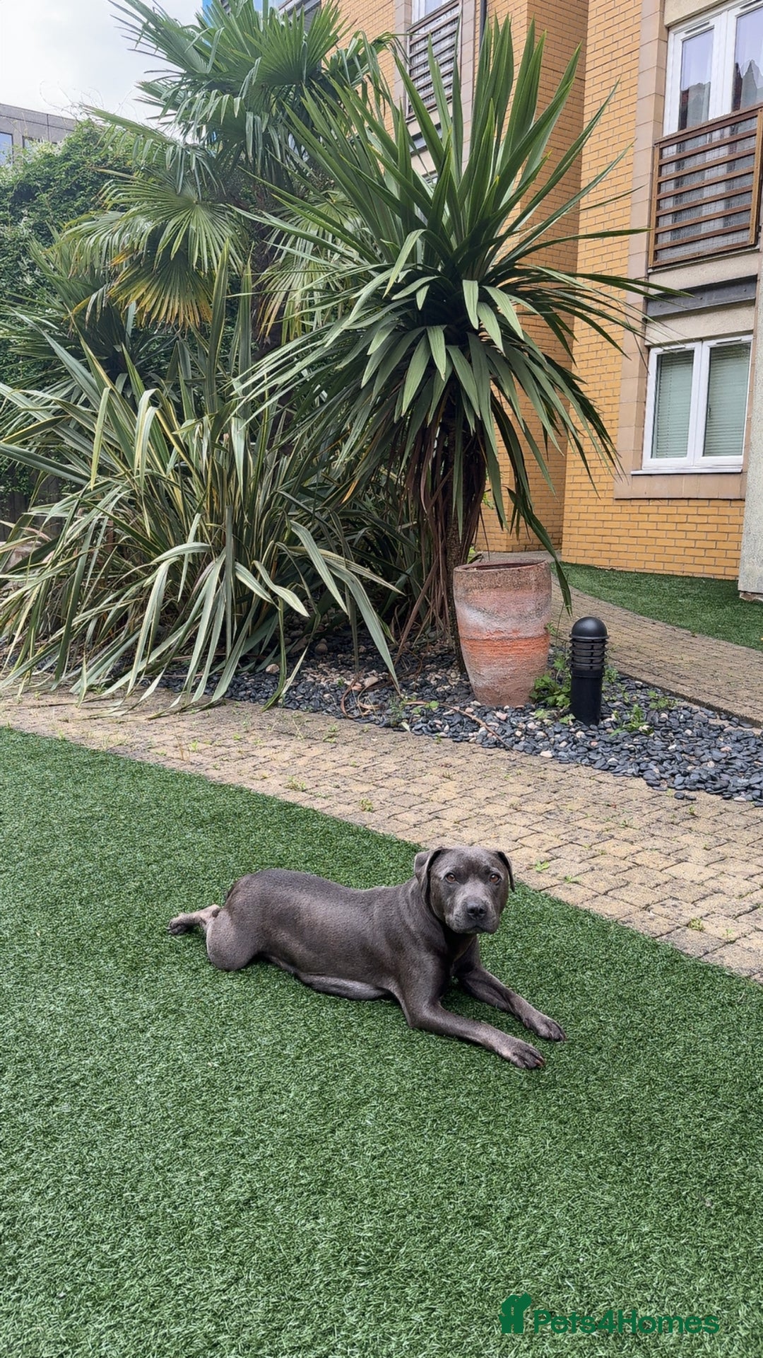 Staffordshire Bull Terrier dogs for sale: Beautiful kc blue staff pups by pharaon Bullscaff - Image 9