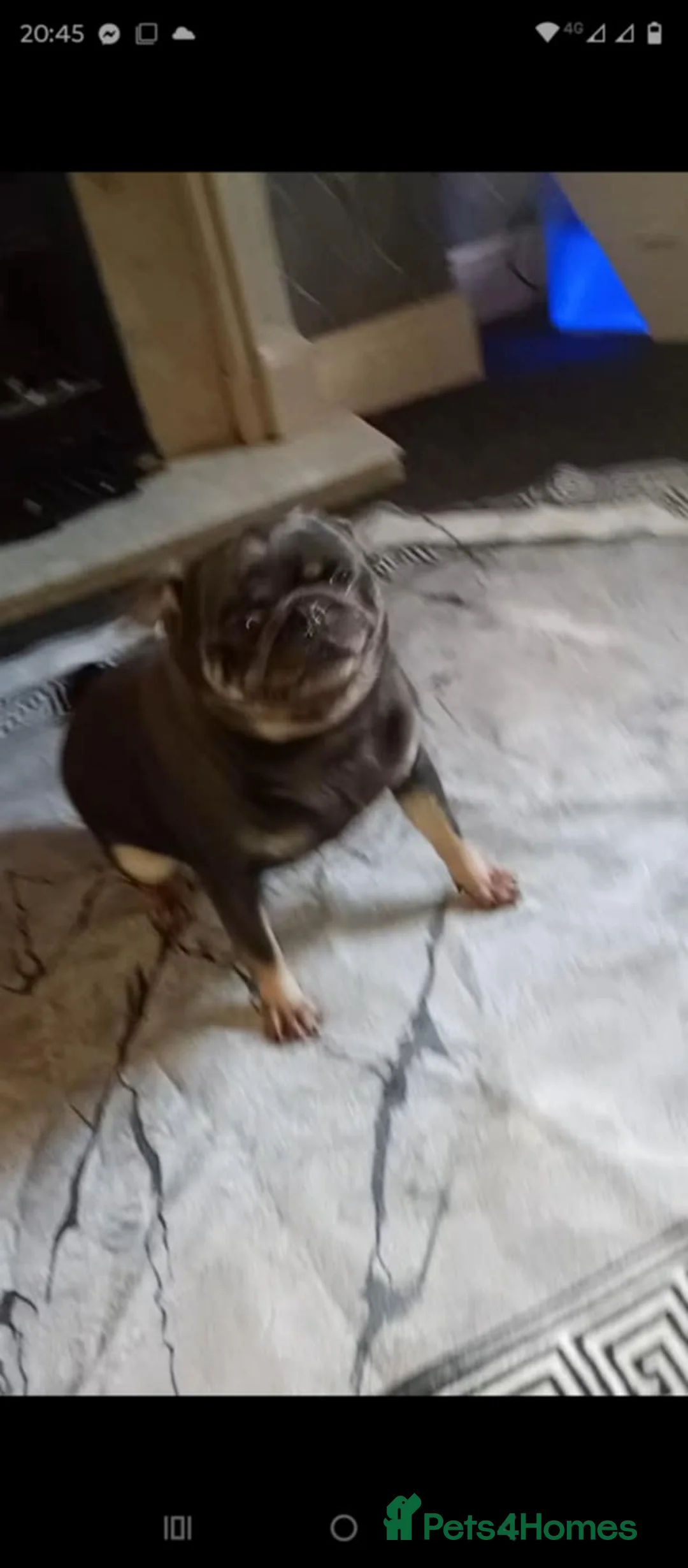 Pug dogs for sale:  3 years female pug - Advert 2