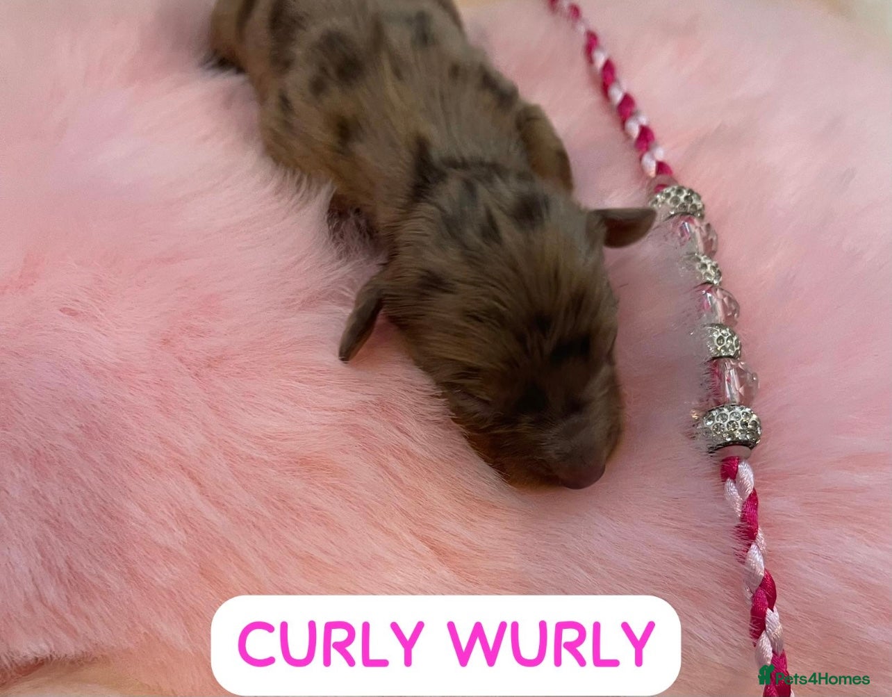 Miniature Dachshund dogs Beautiful miniature L/C dachshunds available - Advert 8