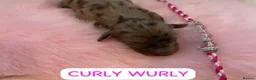 Miniature Dachshund dogs for sale: Beautiful miniature L/C dachshunds available - Advert 9