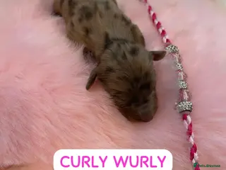 Miniature Dachshund dogs Beautiful miniature L/C dachshunds available - Advert 8