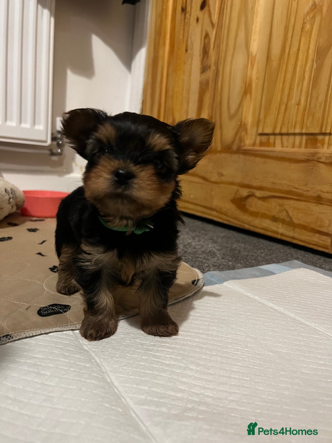 Yorkshire Terrier dogs for sale: 4 little pure breed Yorkshire terrier puppies  - Advert 10