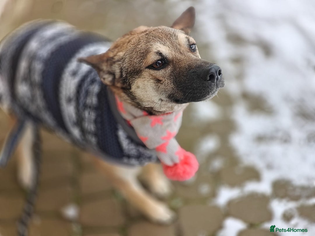 Mixed Breed dogs for adoption: ❤️TESSA – Soft and Gentle Puppy❤️ - Advert 14