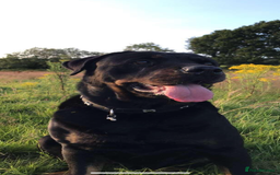 Rottweiler dogs for sale: 8 year old Rottweiler “Ronnie” - Image 7