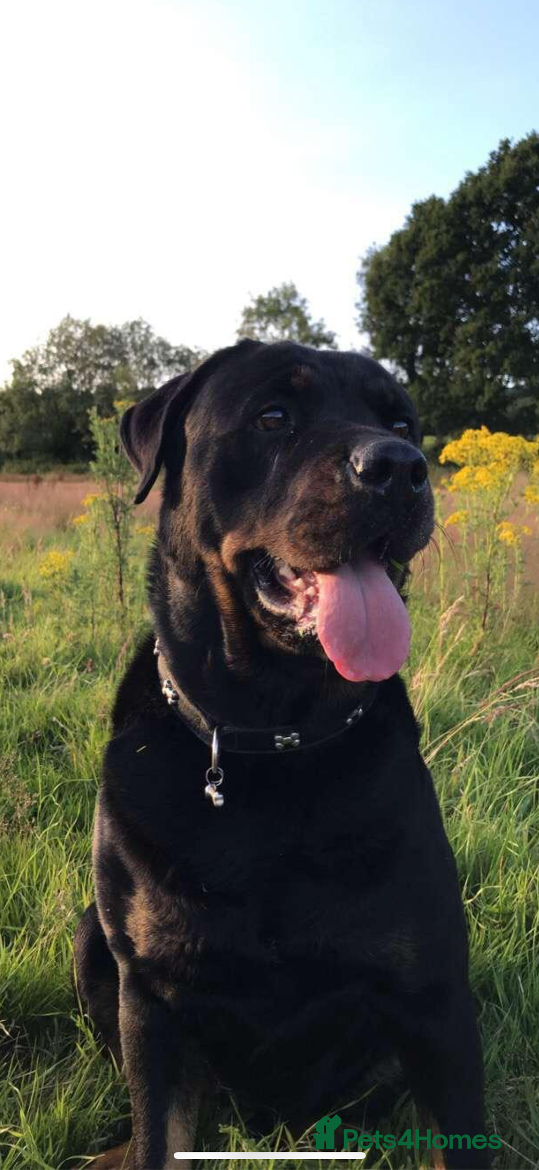 Rottweiler dogs for sale: 8 year old Rottweiler “Ronnie” - Image 7